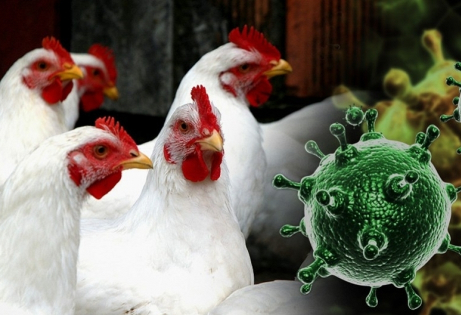 Grippe aviaire : l’OMS juge « faible » le risque global posé par le virus H5N1