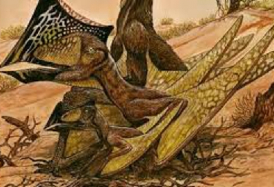 Forscher entdecken zahlreiche Exemplare einer bisher unbekannten Flugsaurierart