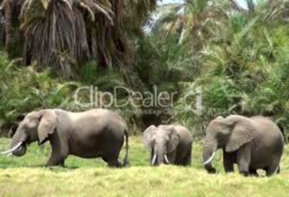 Wilderei setzt Afrikanischen Elefanten dramatisch zu