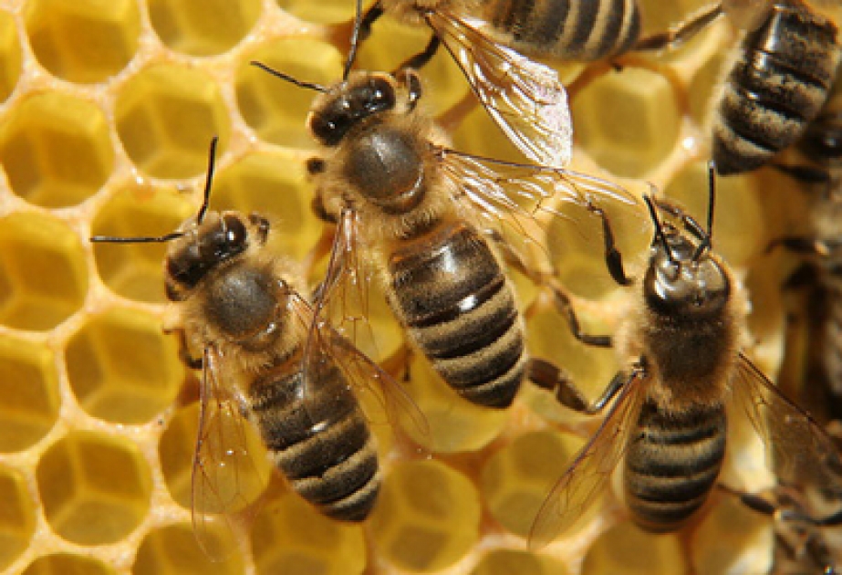 Honigbienen sind wohl die nützlichsten Haustiere
