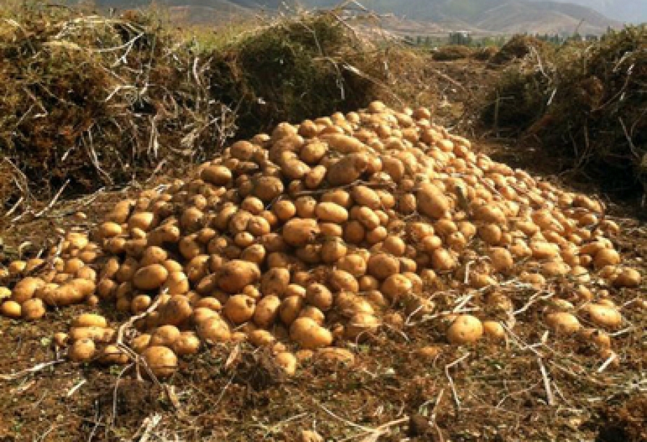 Tovuzlu fermerlər indiyədək sahələrdən 142 min 126 ton kartof yığıblar