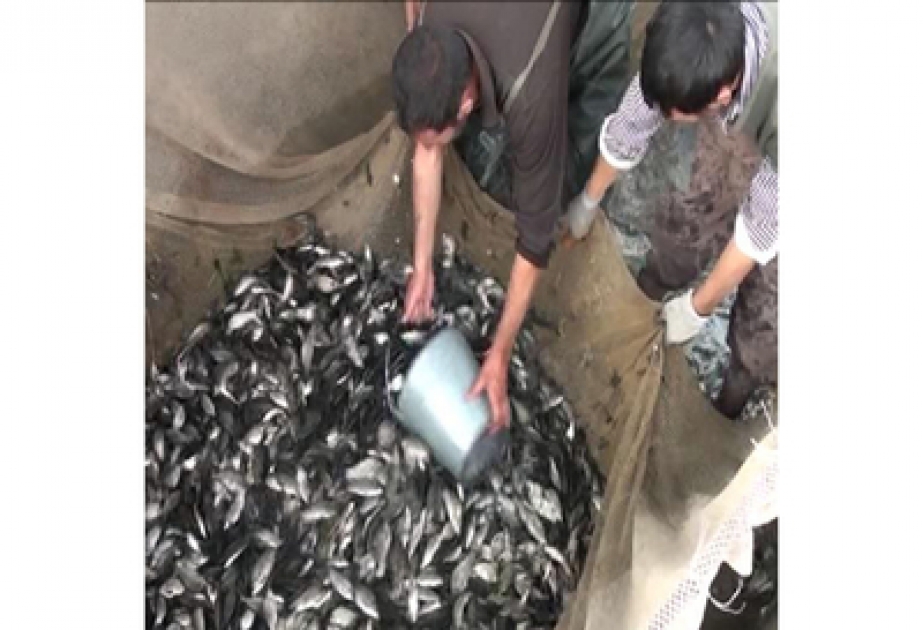 Tovuz Balıqartırma Təsərrüfatı tərəfindən Kür çayına ildə 10 milyondan artıq çəki balığı körpəsi buraxılır