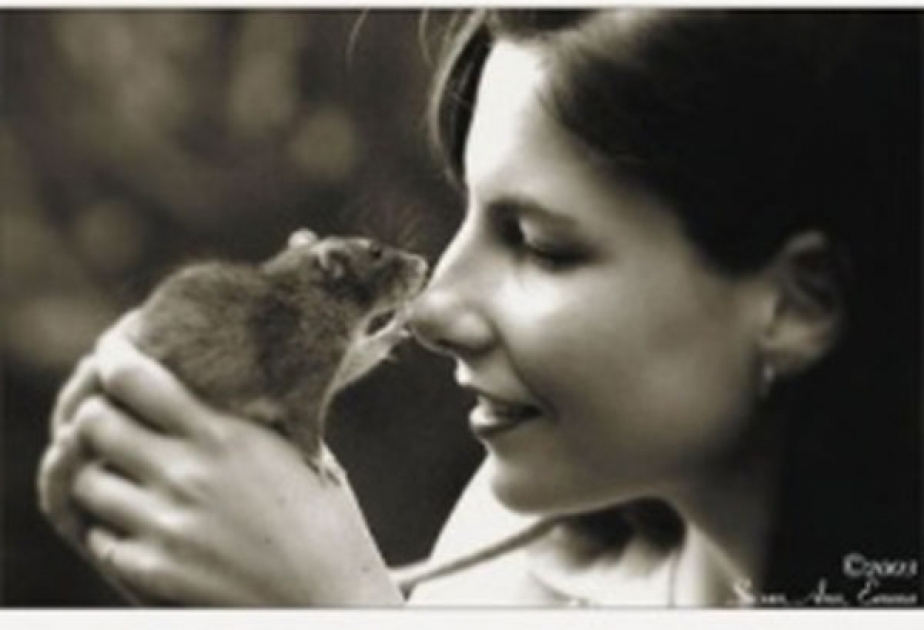 Сегодня - Всемирный день крысы