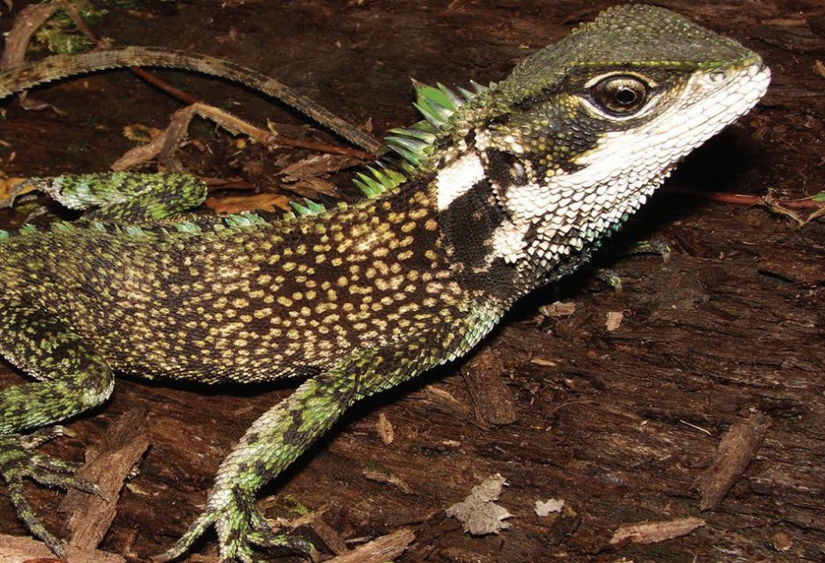 Three new dragon-like wood lizards are found in Peru and Ecuador