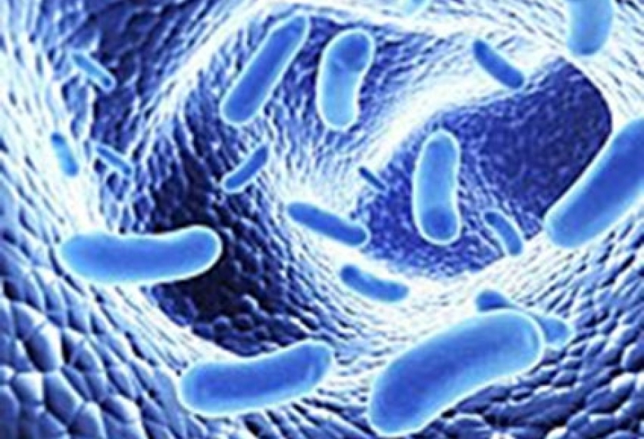Ученые нашли способ борьбы с супербактериями