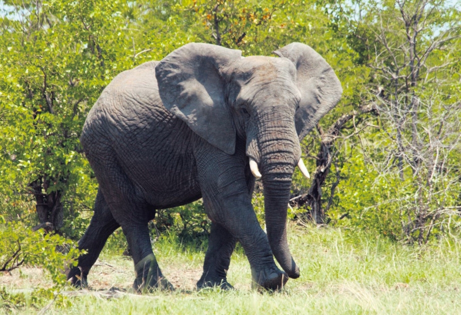 Noch leben schätzungsweise etwa 500.000 Elefanten in Afrika