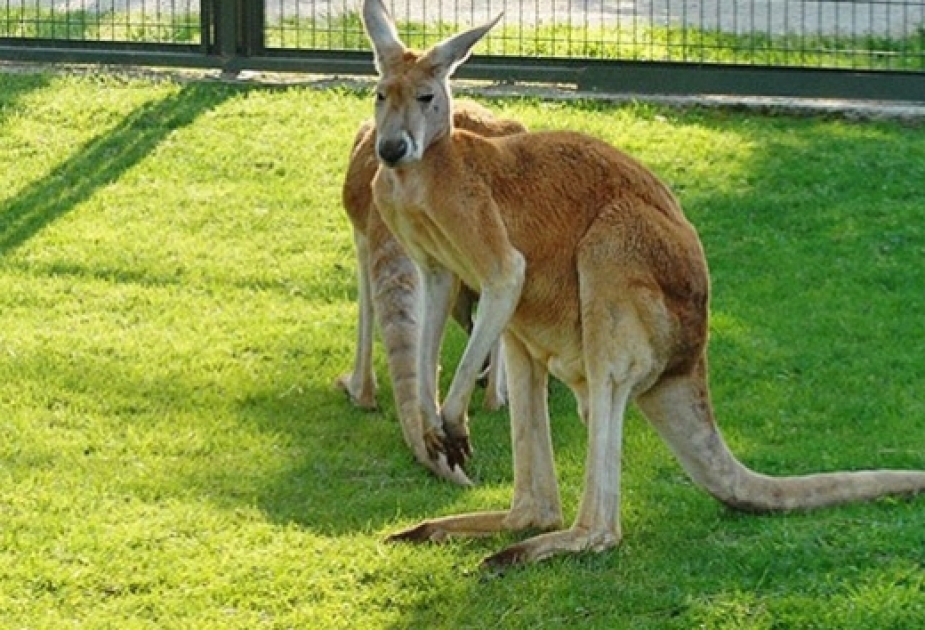 Most kangaroos are 'left-handed'