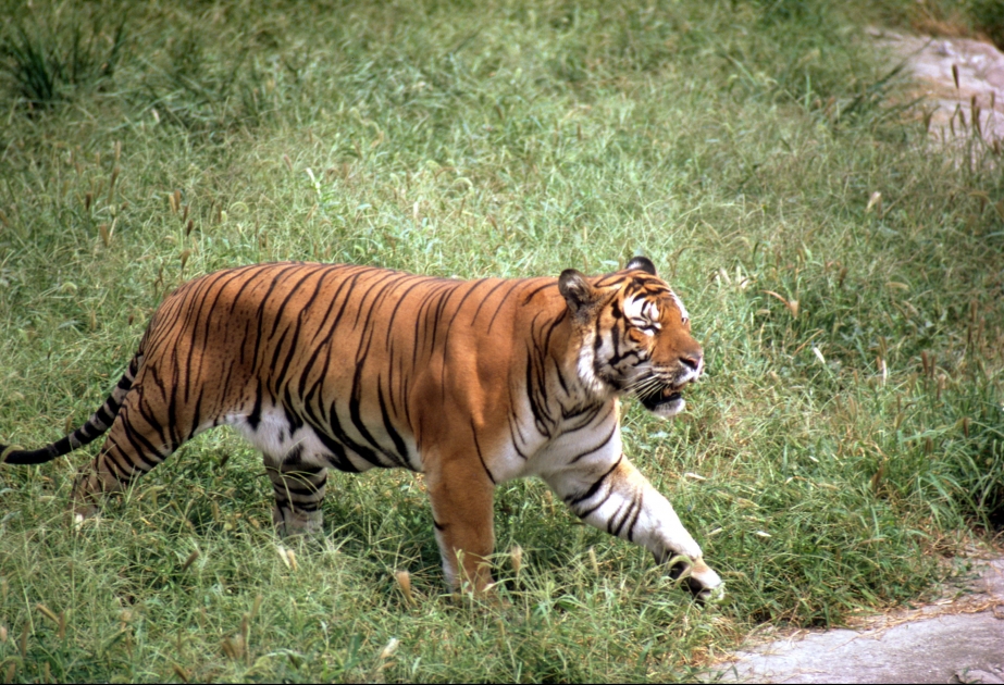 Neue Zuchtregeln sollen den Tiger vorm Aussterben retten