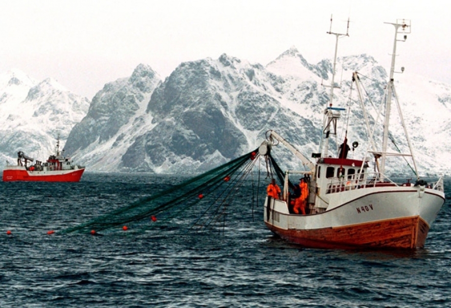 Norveç balıq ixracının həcminə görə rekord müəyyən edib