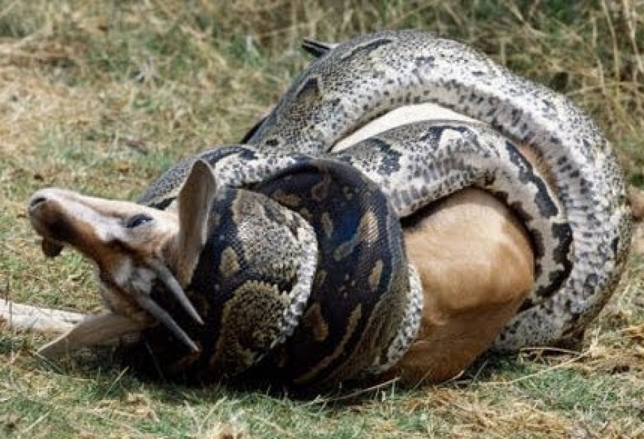 Schlangen gehören zu den erfolgreichsten Reptilien überhaupt