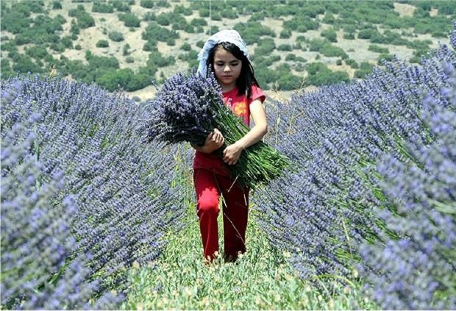 Türkiyə dünya gül yağı emalının 65 faizini təşkil edir