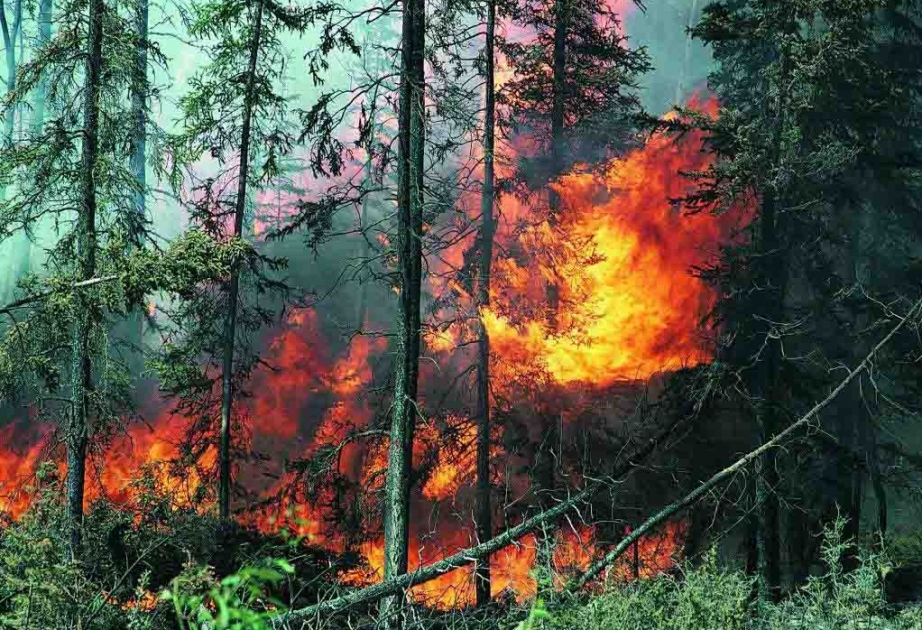 В Джалилабадском лесничестве произошел пожар