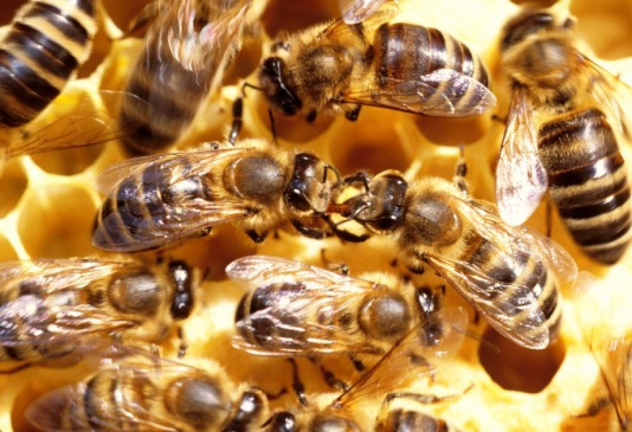 Sonneneruptionen verwirren auf diese Weise den Magnetsinn der Bienen