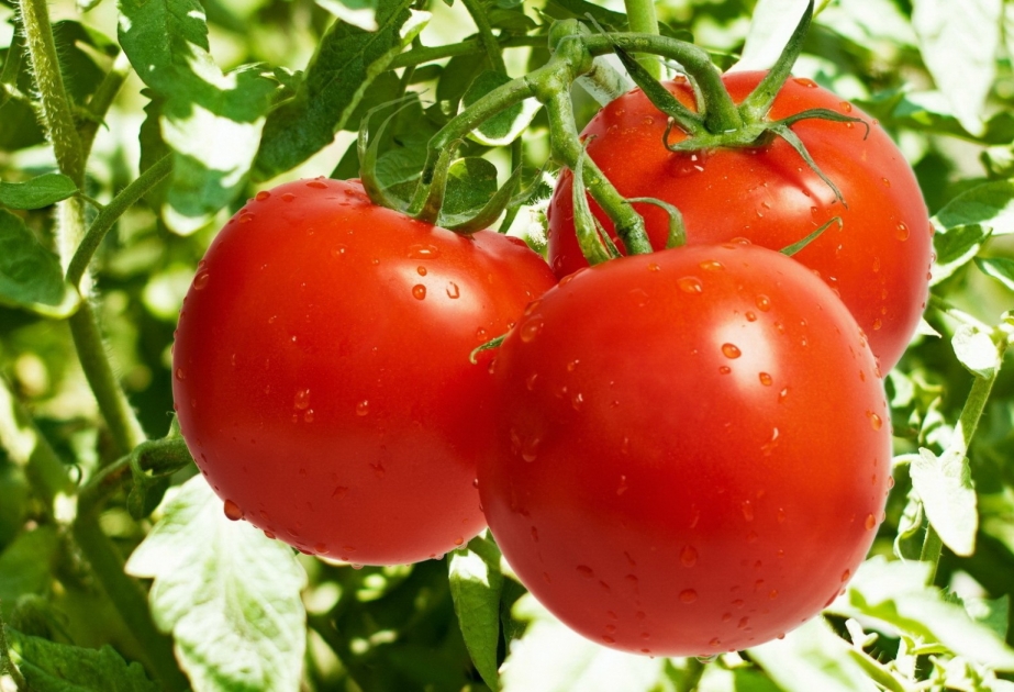 Xaçmazda 2 min 800 hektardan çox sahədə pomidor yetişdirilib VİDEO