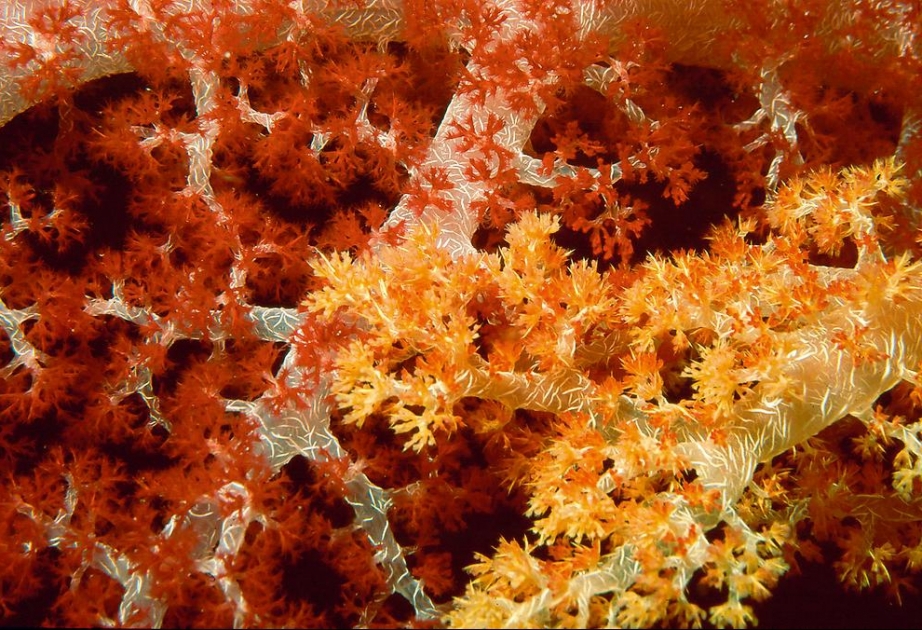 Vorherige Erkundungen hätten bereits eine interessante Unterwasserwelt vermuten lassen