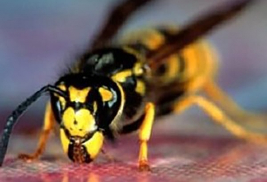 Британские ученые поняли, как бразильские осы борются с раком