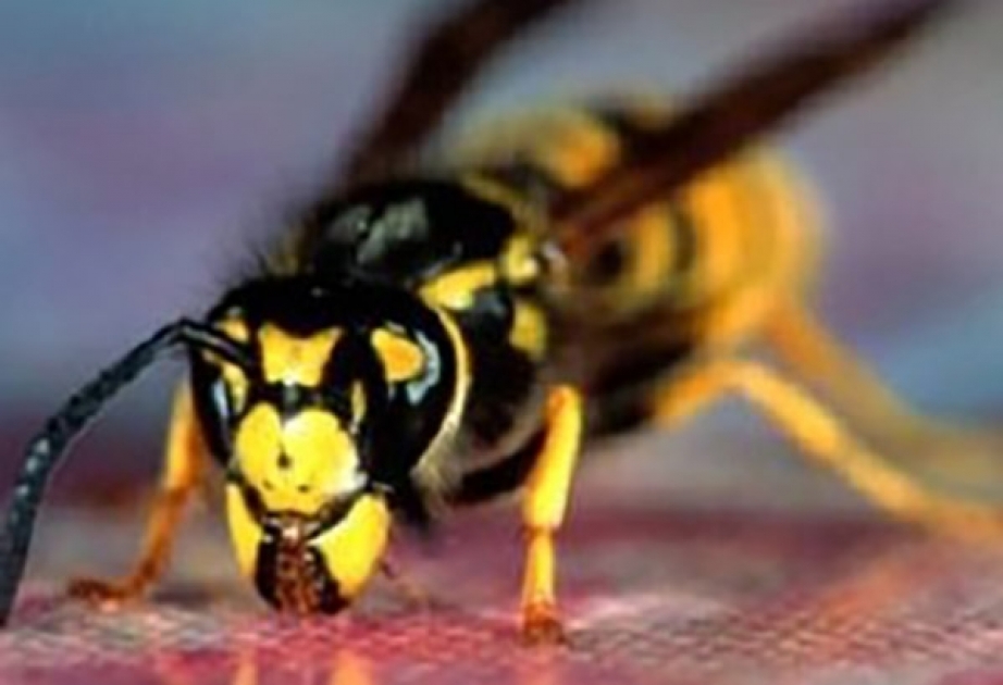 Brazilian wasp venom kills cancer cells by opening them up