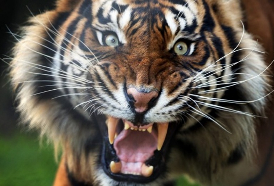 Male tiger kills keeper at Hamilton Zoo