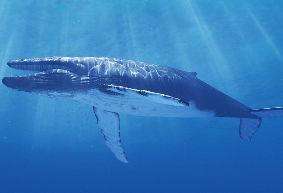 Blauwale sparen Energie und Sauerstoff