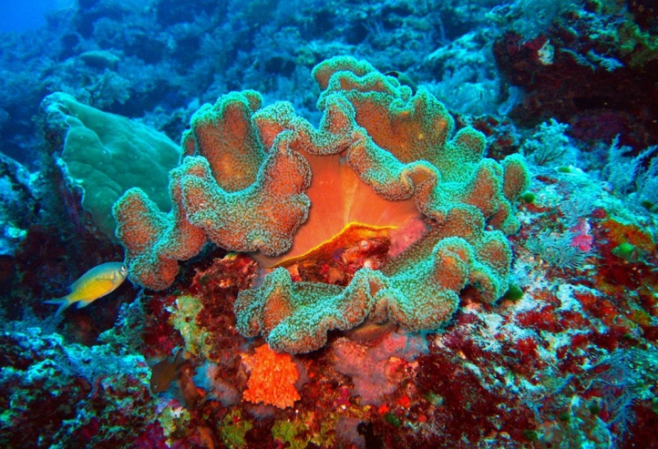 In den Weltmeeren findet zurzeit eine globale Korallenbleiche statt
