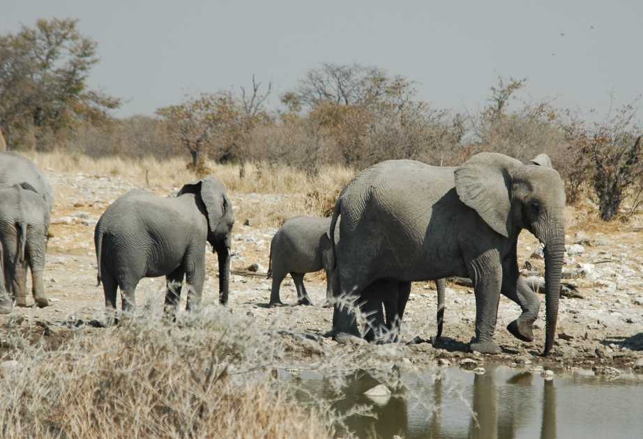 Jährlich werden in Afrika Zehntausende Elefanten getötet