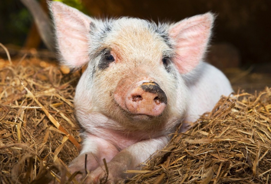 Американские генетики будут пересаживать свиные органы человеку