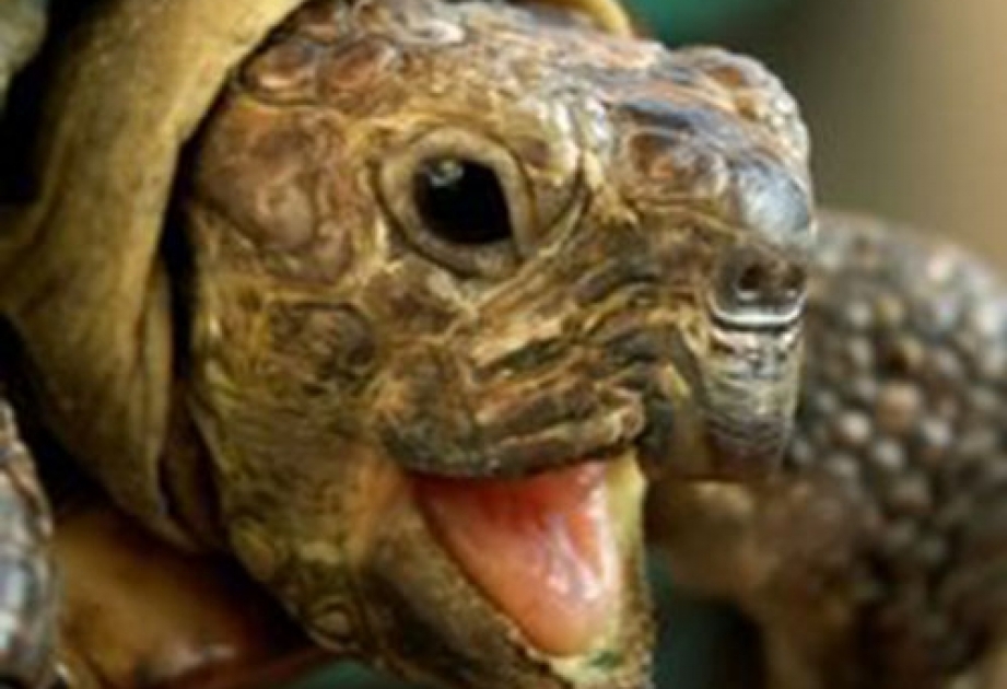 Yale team identifies new giant tortoise species in Galapagos