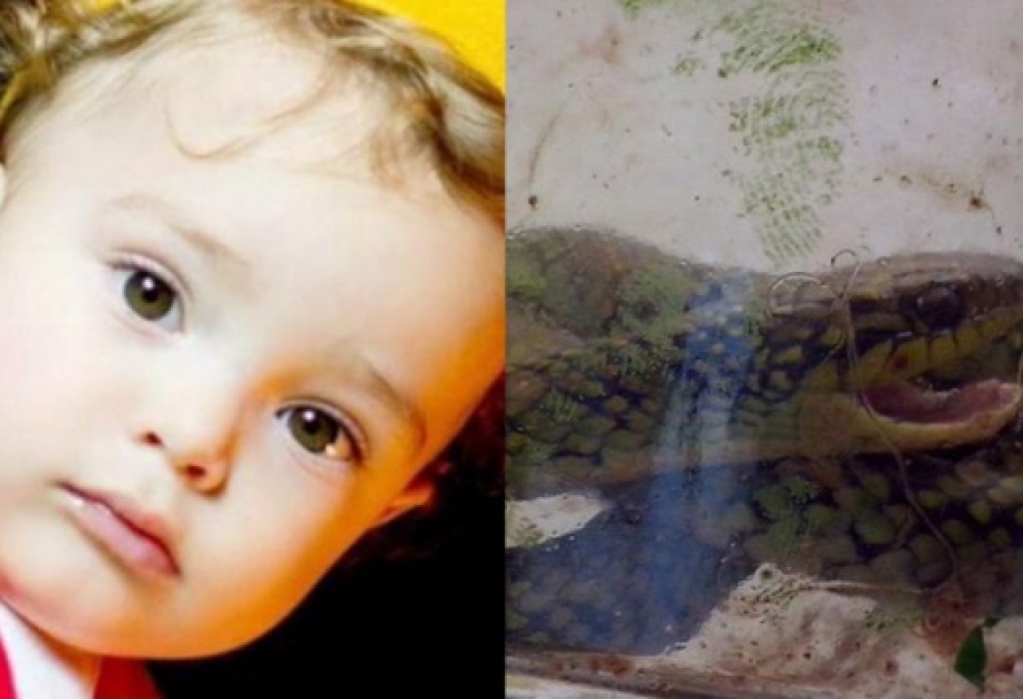 Child bites venomous snake to death in Brazil