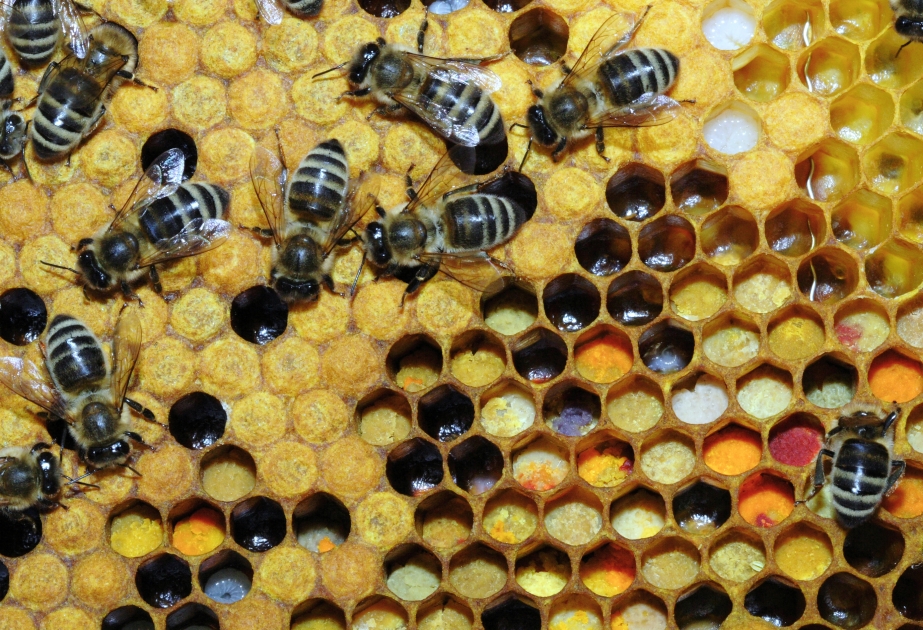 Honig und Bienenwachs nutzt man schon vor 9000 Jahren