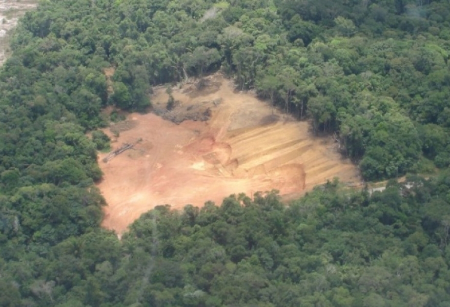 Im Amazonas-Becken sindKlima und Artenvielfalt in Gefahr
