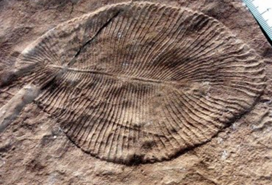Найдены доказательства первого крупнейшего вымирания на Земле