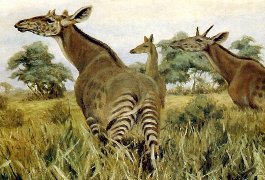 Палеонтологи восстановили «промежуточное звено» эволюции длинных шей жирафов