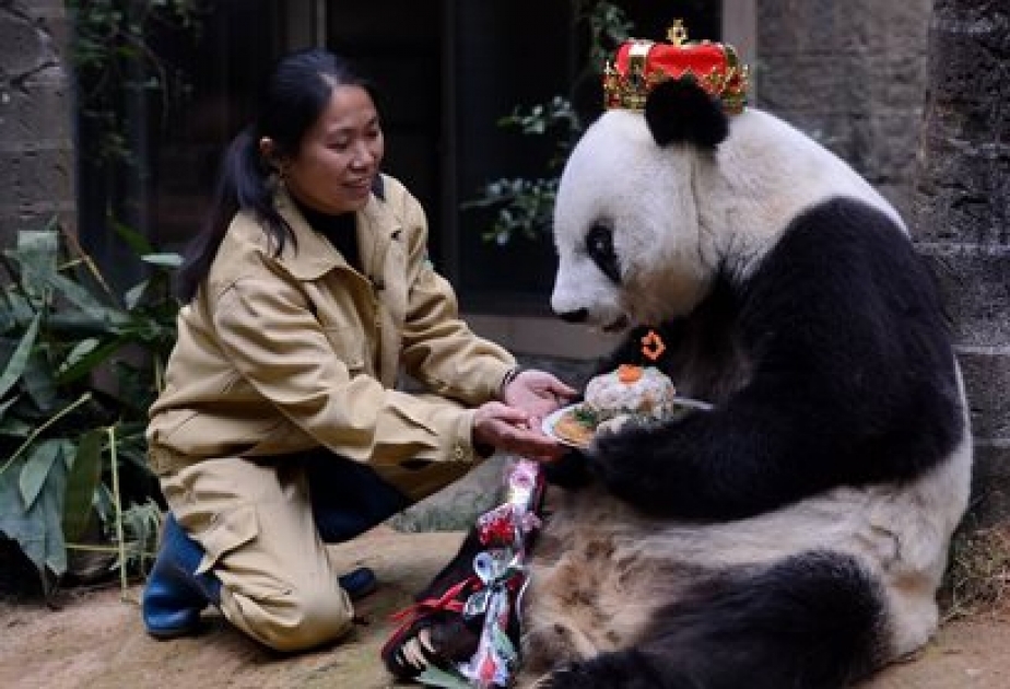 Çində uzunömürlü pandanın yubileyi qeyd olunub