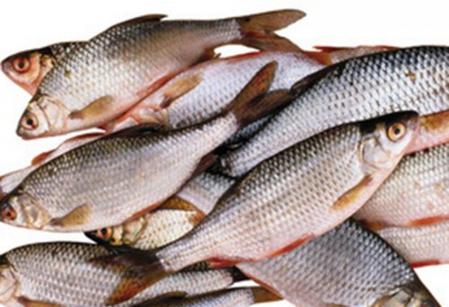 Британские ученые: употребление рыбы может привести к раку