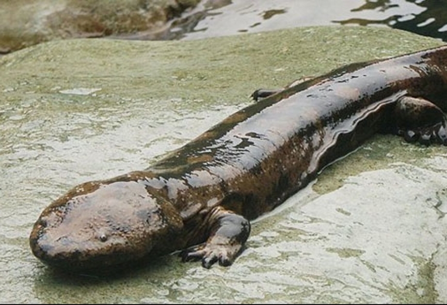 В Китае найдена гигантская 200-летняя саламандра