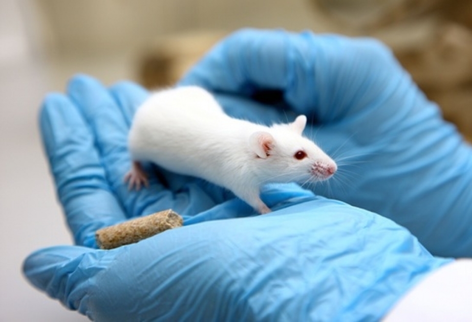 Генная терапия излечила мышь от мышечной дистрофии