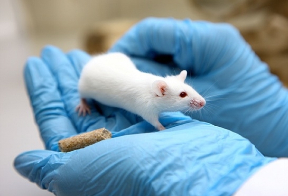 Muskeldystrophie bei Mäusen mit der Gentherapie behandelt