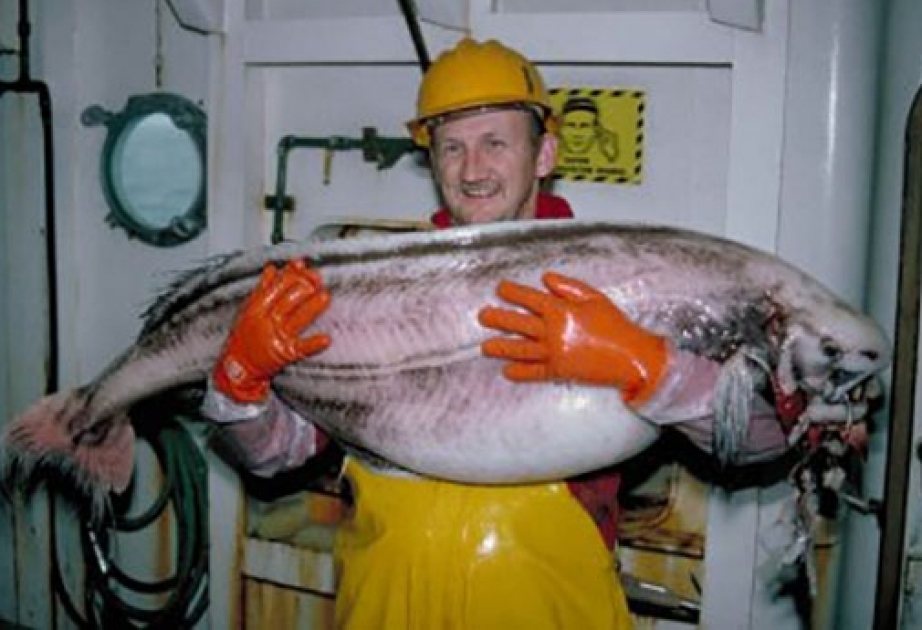 У берегов Аляски впервые за 40 лет обнаружили рыбу-тряпку
