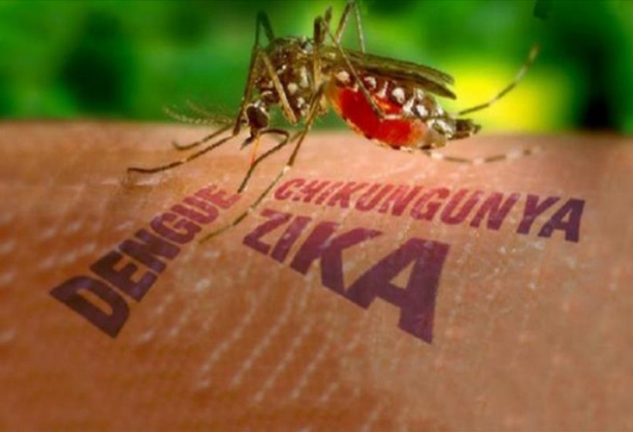 Haiti reports its first cases of mosquito-borne Zika virus