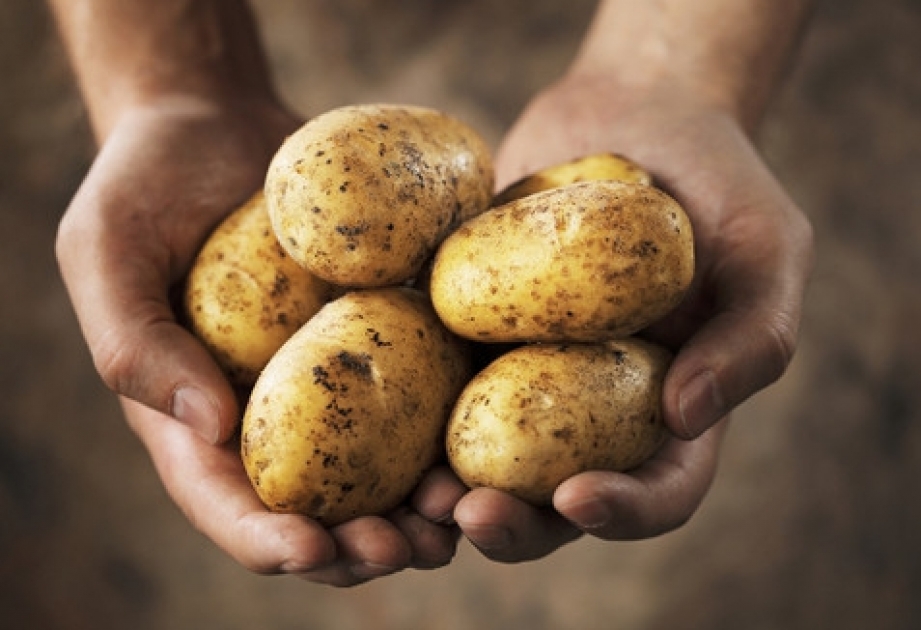 Будущим матерям стоит опасаться картофеля
