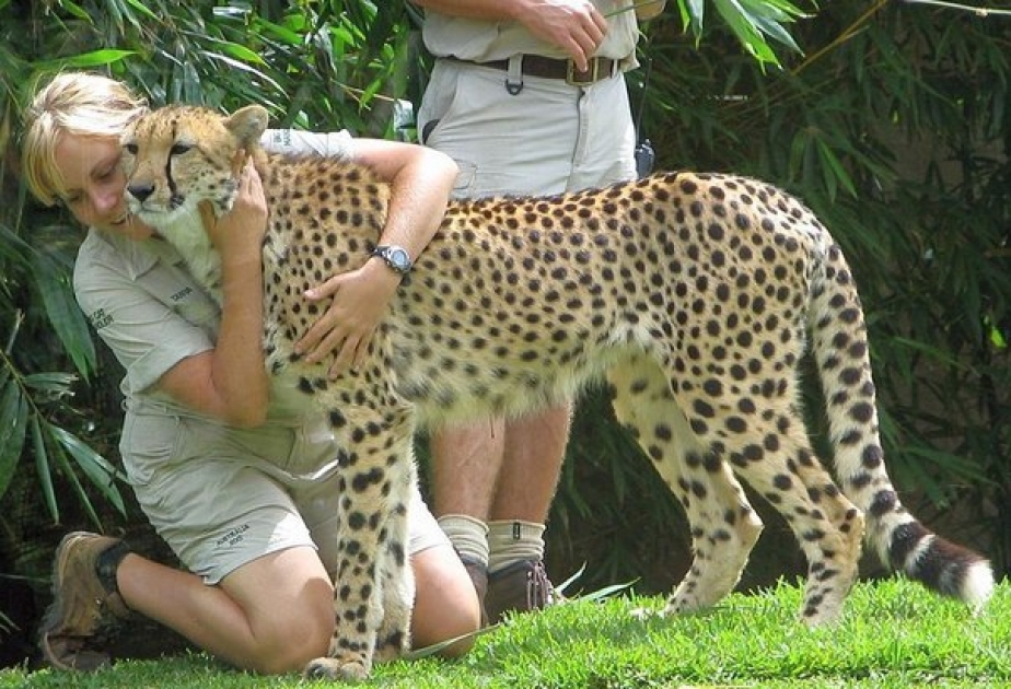 Sarah, the world's fastest captive cheetah, put down