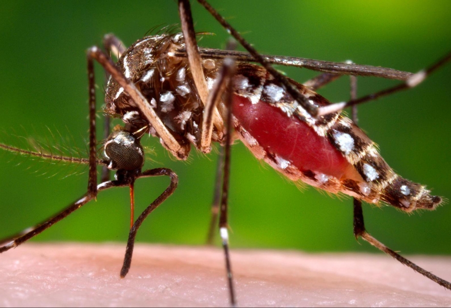 220.000 Soldaten bekämpfen Zika-Mücke in Brasilien