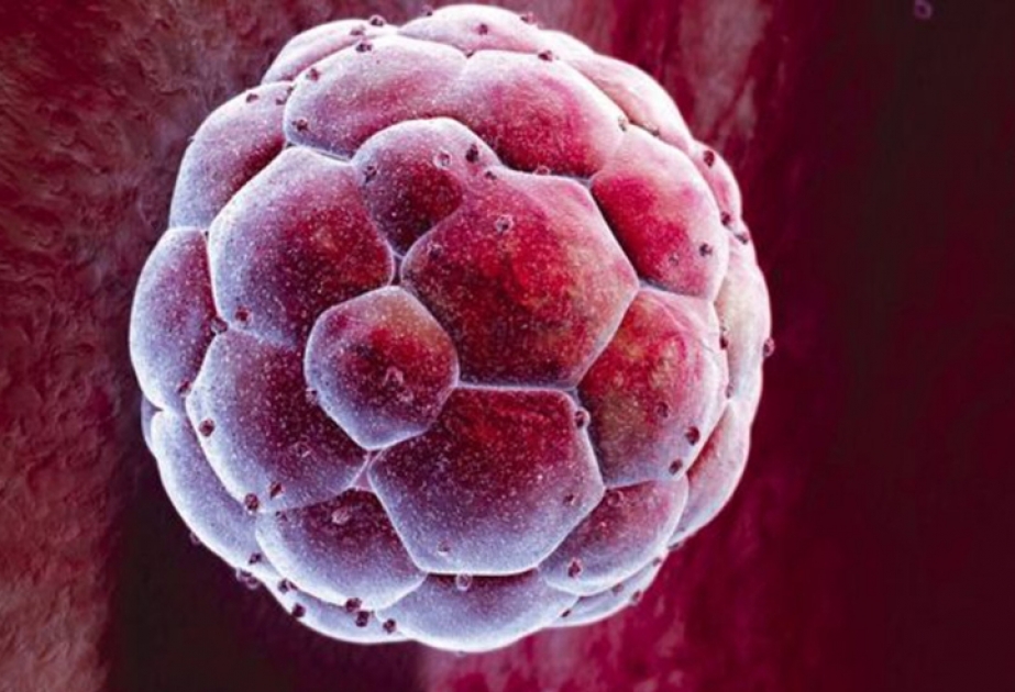 Britaniya alimləri insan embrionları sahəsində araşdırmanın davamı üçün xüsusi icazə alıblar VİDEO