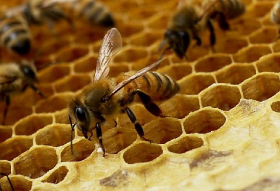 В возникновении болезней у пчел виноват человек