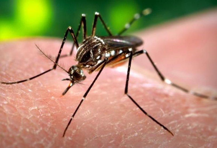 Zika virusu Çində