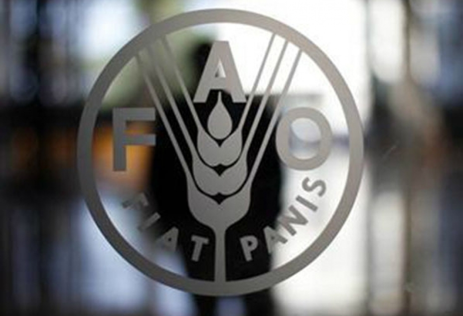 В ФАО призвали фермеров и ветеринаров не прибегать к чрезмерному использованию противомикробных препаратов