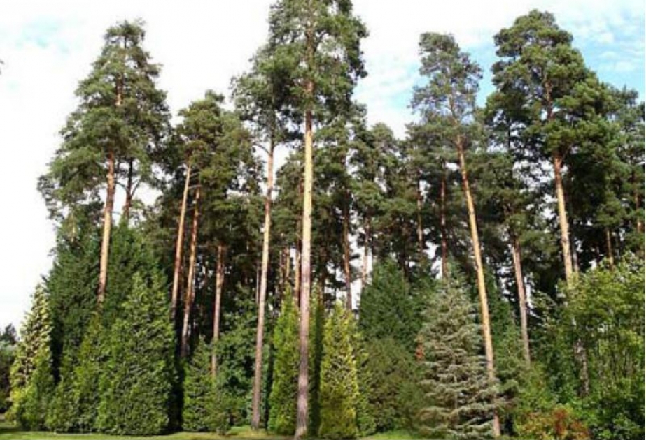 Estoniyanın ən hündür şam ağacı həm də dünyanın ən hündür şam ağacıdır