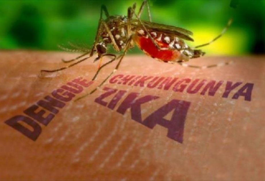 Großoffensive in Brasilien gegen Zika-Virus