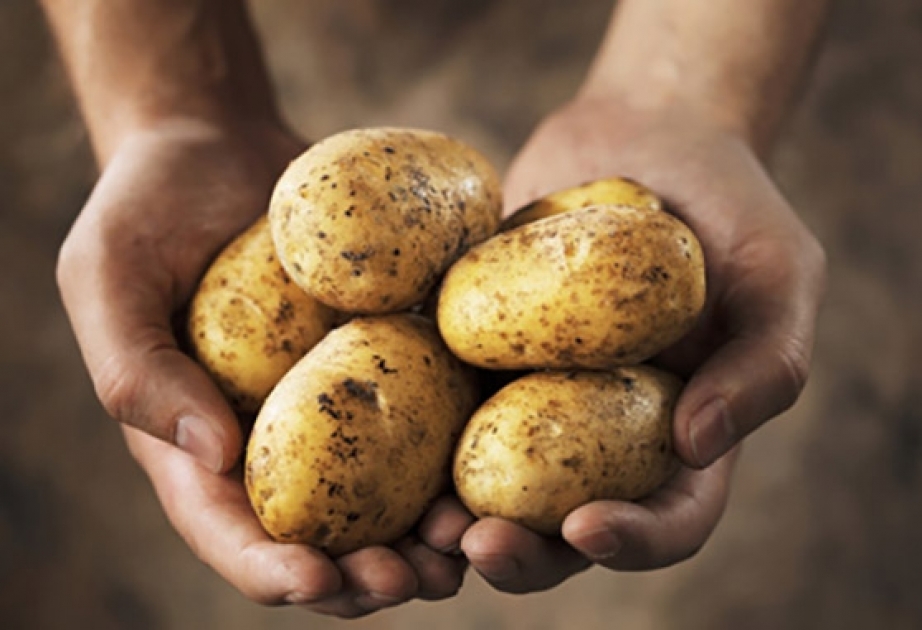 Картофель станет одним из основных видов продуктов питания для китайцев