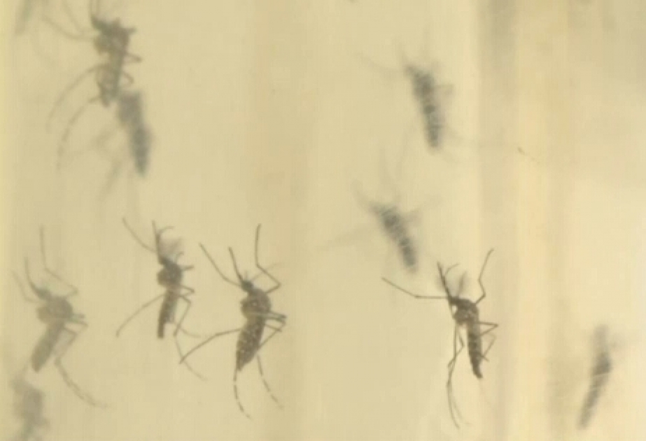 Zika virus infection in Kawasaki prompts $1 million in aid from Japan
